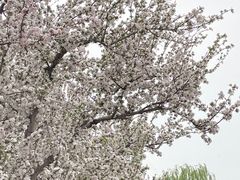 -海棠花溪(元大都城垣遗址公园)