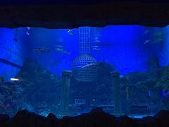 -芜湖新华联大白鲸海洋公园