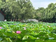 -北陵公园