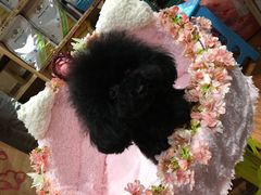 -爱宠屋pet shop·宠物洗澡·宠物美容