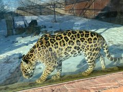 -新疆天山野生动物园