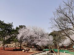 -北京西山国家森林公园