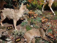 -陕西自然博物馆