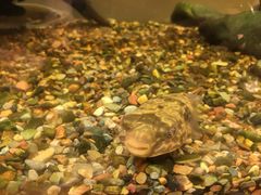 -甜心闲生传统手工冰粉(奎星楼店)
