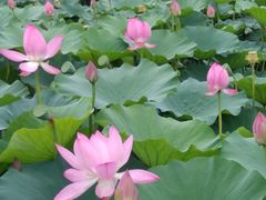 -长春市南湖公园