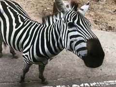 -清迈夜间动物园