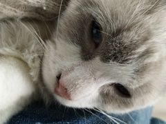-猫亿天猫咖