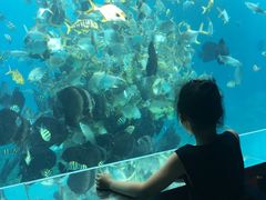 -瑞德姆美人鱼海底演艺主题餐厅(亚龙湾店)
