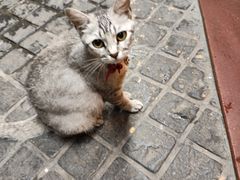 -猫岛主趣味餐厅(鼓浪屿店)