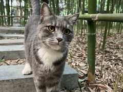 -西安大兴善寺
