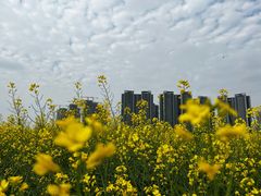 -光明小镇欢乐田园