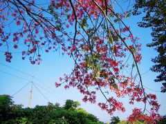 -艾米稻香小镇
