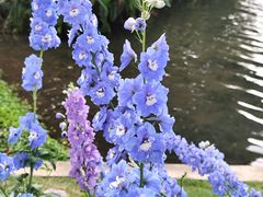 -荔湾湖公园