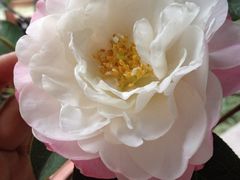 iphone_upload_pic-常熟方塔园