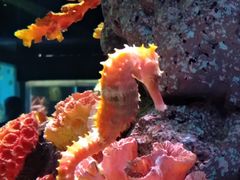 -暹罗海洋世界