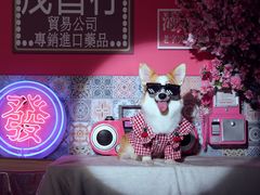 -超宠爱宠物摄影-Super pet