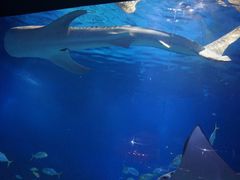 -烟台海昌鲸鲨海洋公园