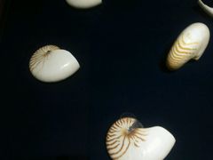 -青岛贝壳博物馆