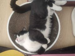 -小叮当动物医院·骨科·眼科