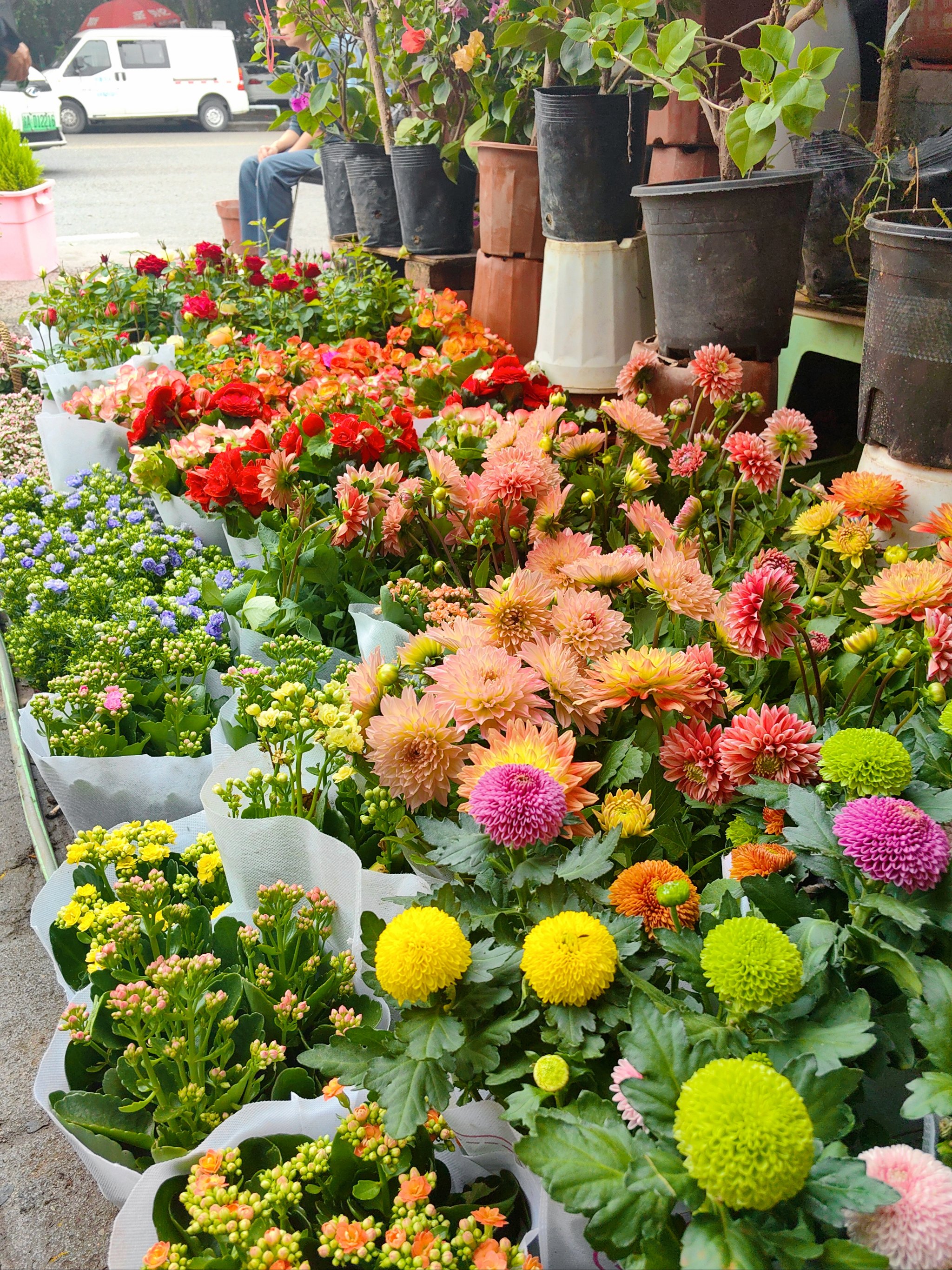 南平的市花图片