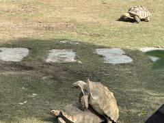 -广东惠东海龟国家级自然保护区