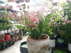 -三圣花乡旅游区