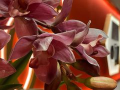 -松鹤楼·苏式汤面(虹桥天地店)