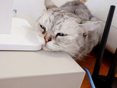 -猫友咖啡店(玉林西路店)