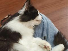 -楼上猫咖(罗湖店)