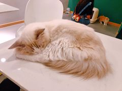 -飞行喵MR PILOT|猫舍·猫咖(静安大融城店)