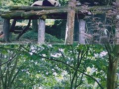 -都江堰中华大熊猫苑