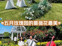 -鹅湖玫瑰文化园