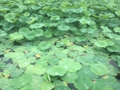 -荷塘月色湿地公园·向阳花洲