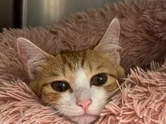 -瑞鹏宠物医院·骨科·猫科·内科(第一中心)