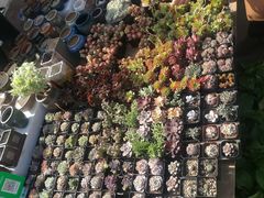 -中环花鸟鱼虫市场