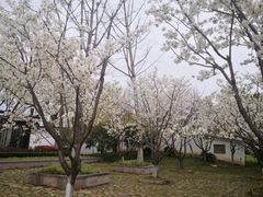-杭州湾海上花田景区