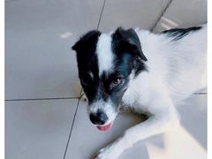 -平行世界·猫咖(首经贸店)