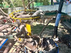 -西霞口神雕山野生动物世界