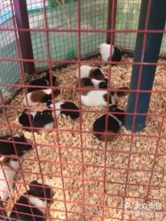 -萌宠亲子动物乐园(槐房万达店)