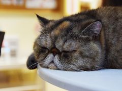 -滚猫咖啡·猫咖·猫友好撸猫(未来城店)