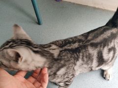 -佳怡动物医院·平价24小时·猫专科骨外科