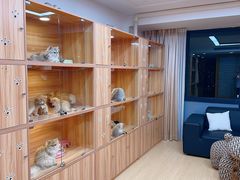 -猫十亿·布偶金渐层·曼基康矮脚猫舍(青年路店)