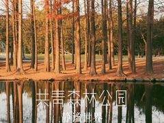 -上海共青森林公园