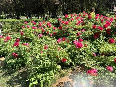 -洛阳市隋唐城遗址植物园