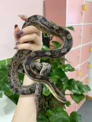 -Moni星球萌宠·小马宝莉·灵蛇·高端高阶全萌宠互动体验俱乐部(红豆国际广场店)