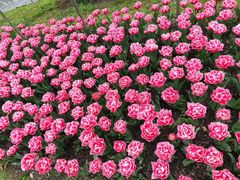 -上海鲜花港