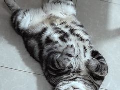 -伟伟宠物医院·瑞派猫友好医院·猫科(光谷店)