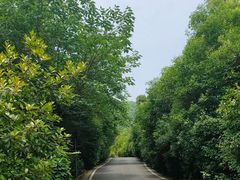 -南京老山国家森林公园
