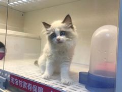 -lincat·猫舍(广州店)