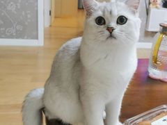 -纳吉亚猫专科动物诊疗中心(蒋宅口分院)